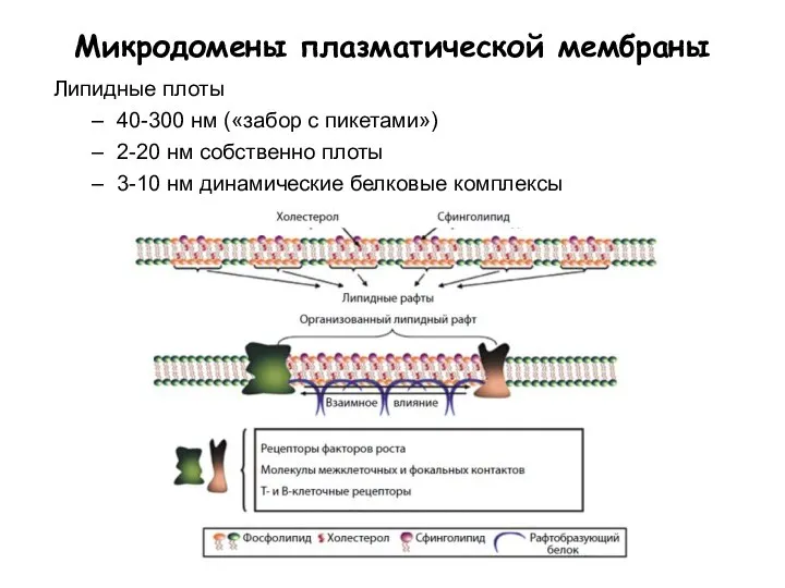 Микродомены плазматической мембраны Липидные плоты 40-300 нм («забор с пикетами») 2-20