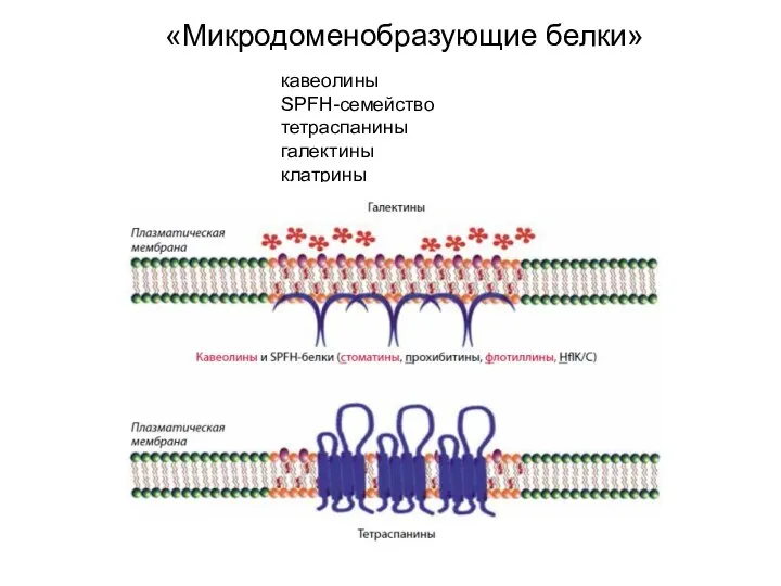 «Микродоменобразующие белки» кавеолины SPFH-семейство тетраспанины галектины клатрины