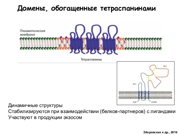 Домены, обогащенные тетраспанинами Динамичные структуры Стабилизируются при взаимодействии (белков-партнеров) с лигандами