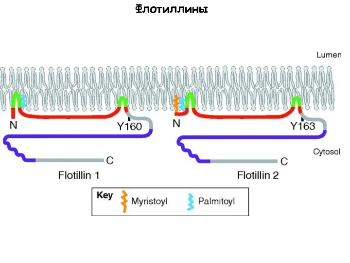 Флотиллины