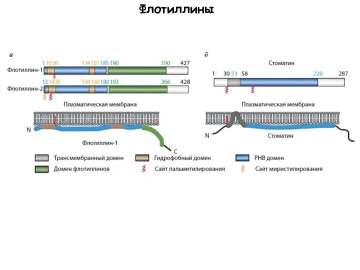 Флотиллины