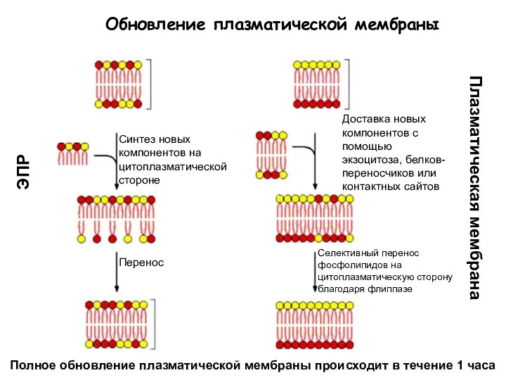 Обновление плазматической мембраны ЭПР Плазматическая мембрана Синтез новых компонентов на цитоплазматической