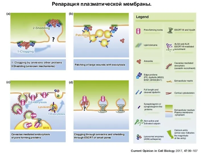 Репарация плазматической мембраны.