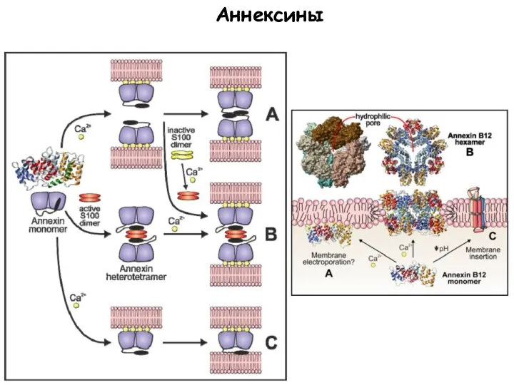 Аннексины