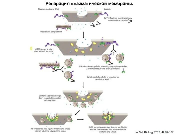 Репарация плазматической мембраны.