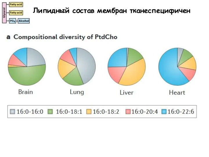 Липидный состав мембран тканеспецифичен