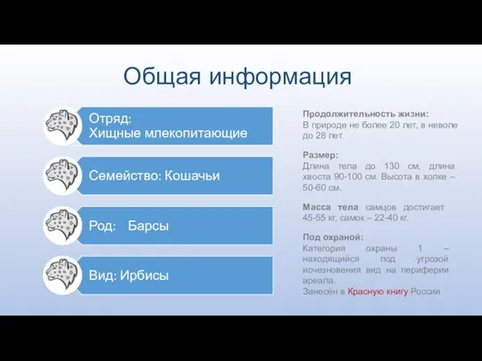 Общая информация Продолжительность жизни: В природе не более 20 лет, в