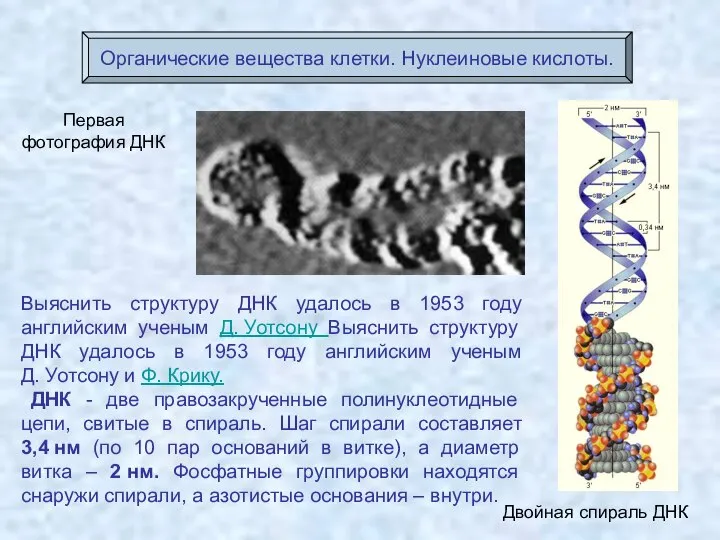 Первая фотография ДНК Двойная спираль ДНК Органические вещества клетки. Нуклеиновые кислоты.