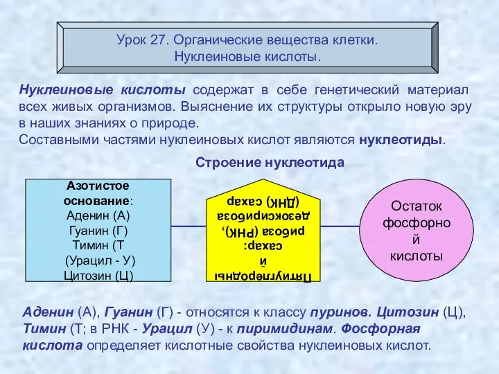 Урок 27. Органические вещества клетки. Нуклеиновые кислоты. Нуклеиновые кислоты содержат в