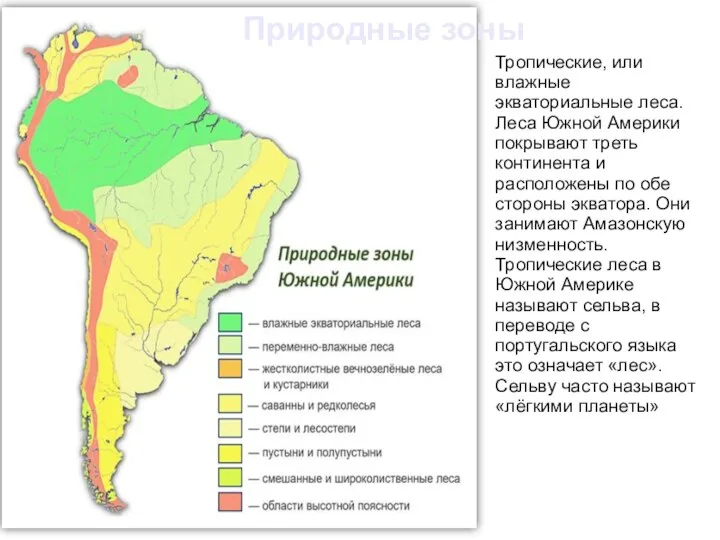 Тропические, или влажные экваториальные леса. Леса Южной Америки покрывают треть континента