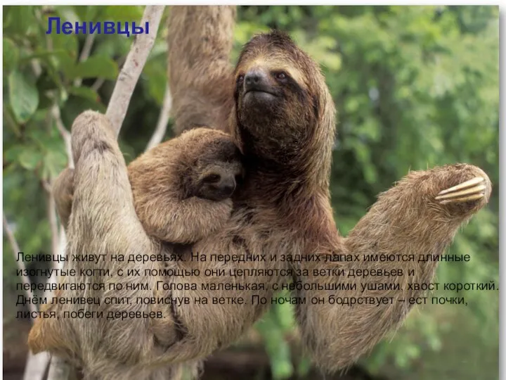 Ленивцы Ленивцы живут на деревьях. На передних и задних лапах имеются