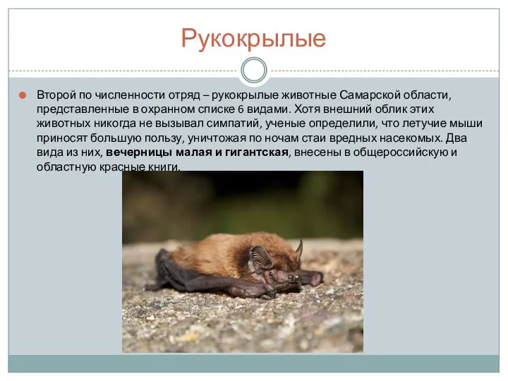 Рукокрылые Второй по численности отряд – рукокрылые животные Самарской области, представленные