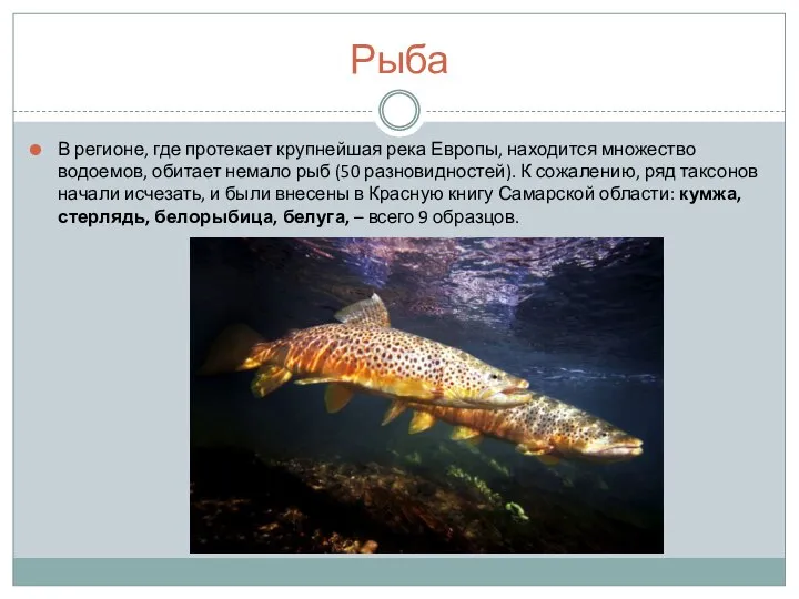 Рыба В регионе, где протекает крупнейшая река Европы, находится множество водоемов,