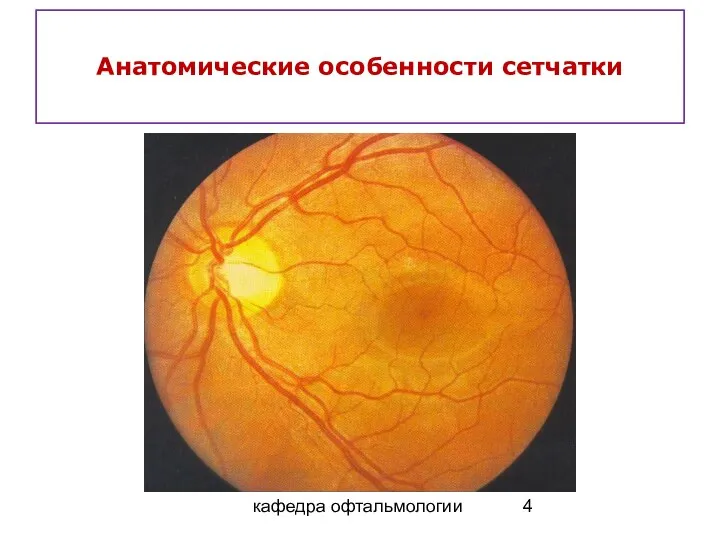 кафедра офтальмологии Анатомические особенности сетчатки