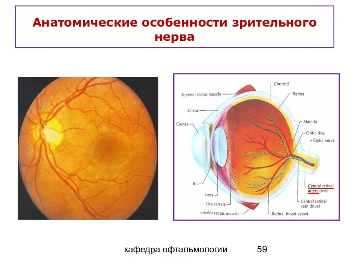 кафедра офтальмологии Анатомические особенности зрительного нерва