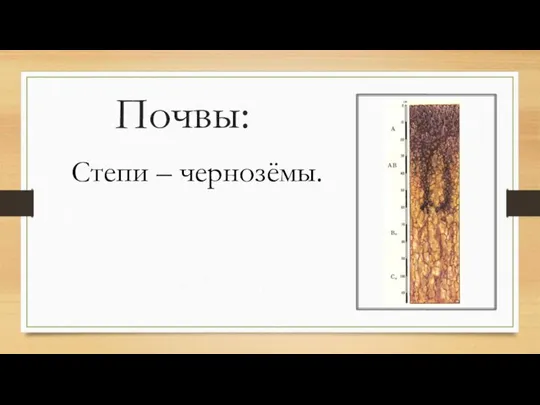 Почвы: Степи – чернозёмы.