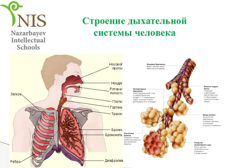 Строение дыхательной системы человека