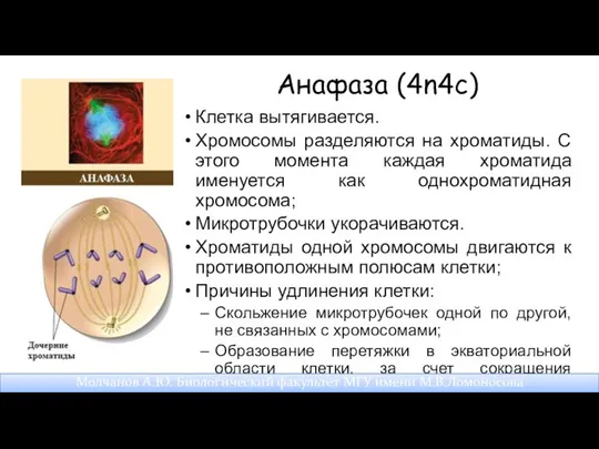 Анафаза (4n4c) Клетка вытягивается. Хромосомы разделяются на хроматиды. С этого момента