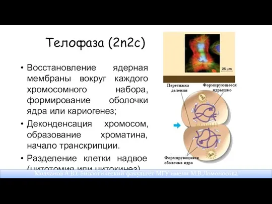 Телофаза (2n2c) Восстановление ядерная мембраны вокруг каждого хромосомного набора, формирование оболочки