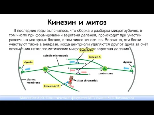 Кинезин и митоз В последние годы выяснилось, что сборка и разборка