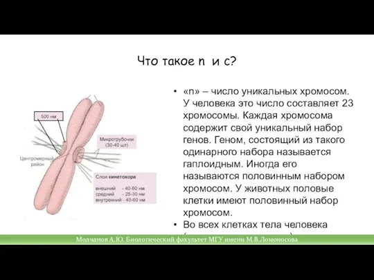 Что такое n и с? «n» – число уникальных хромосом. У