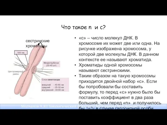 Что такое n и с? Молчанов А.Ю. Биологический факультет МГУ имени