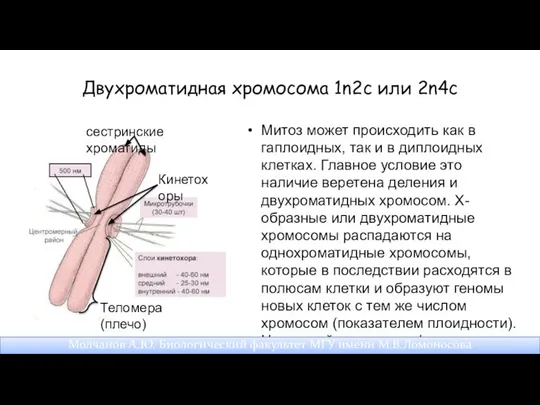 Двухроматидная хромосома 1n2c или 2n4c Митоз может происходить как в гаплоидных,