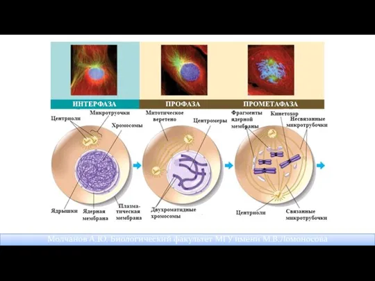 Молчанов А.Ю. Биологический факультет МГУ имени М.В.Ломоносова