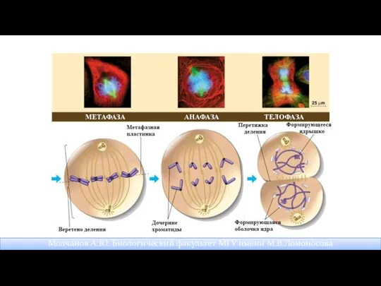 Молчанов А.Ю. Биологический факультет МГУ имени М.В.Ломоносова