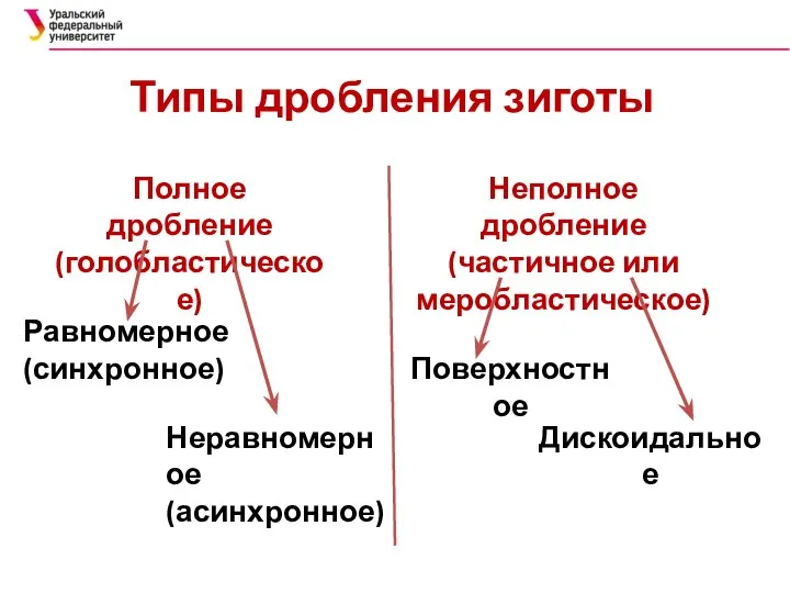 Типы дробления зиготы