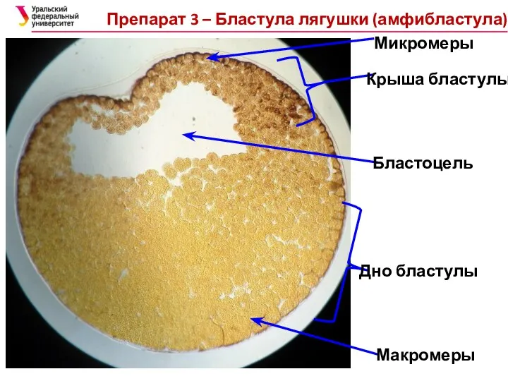 Препарат 3 – Бластула лягушки (амфибластула)