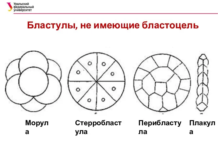 Бластулы, не имеющие бластоцель