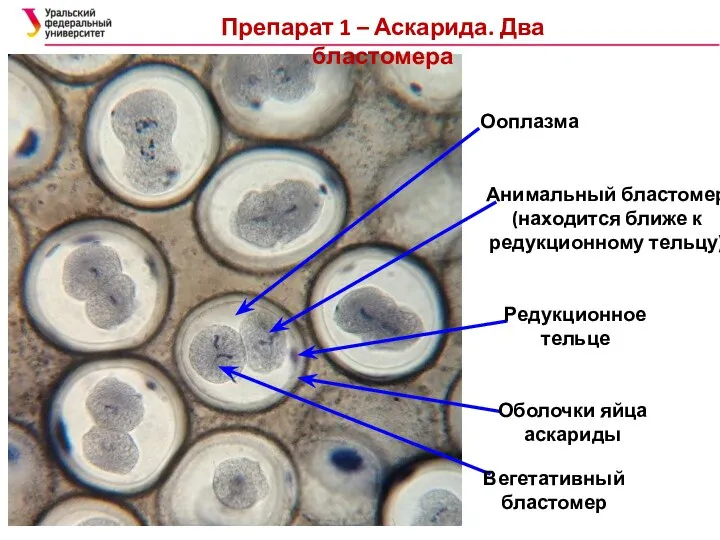 Препарат 1 – Аскарида. Два бластомера Ооплазма Анимальный бластомер (находится ближе