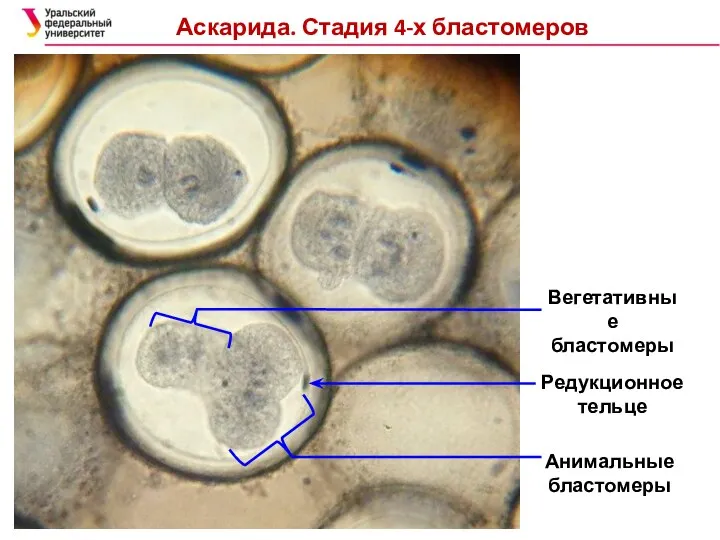 Аскарида. Стадия 4-х бластомеров Вегетативные бластомеры Редукционное тельце Анимальные бластомеры