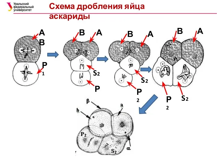 Схема дробления яйца аскариды