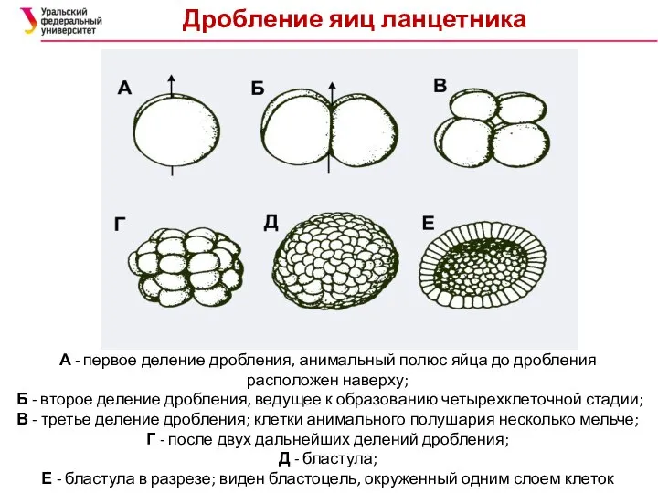 Дробление яиц ланцетника А - первое деление дробления, анимальный полюс яйца