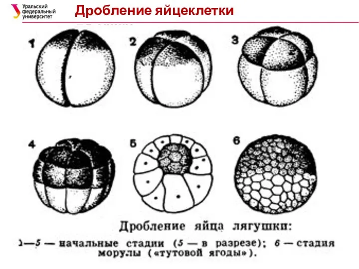 Дробление яйцеклетки лягушки