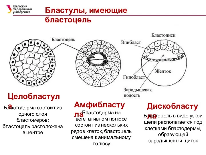 Бластулы, имеющие бластоцель Целобластула Дискобластула Амфибластула Бластодерма состоит из одного слоя