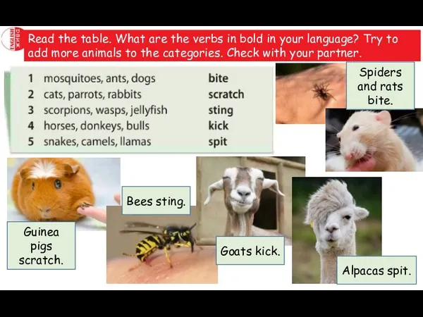 Read the table. What are the verbs in bold in your