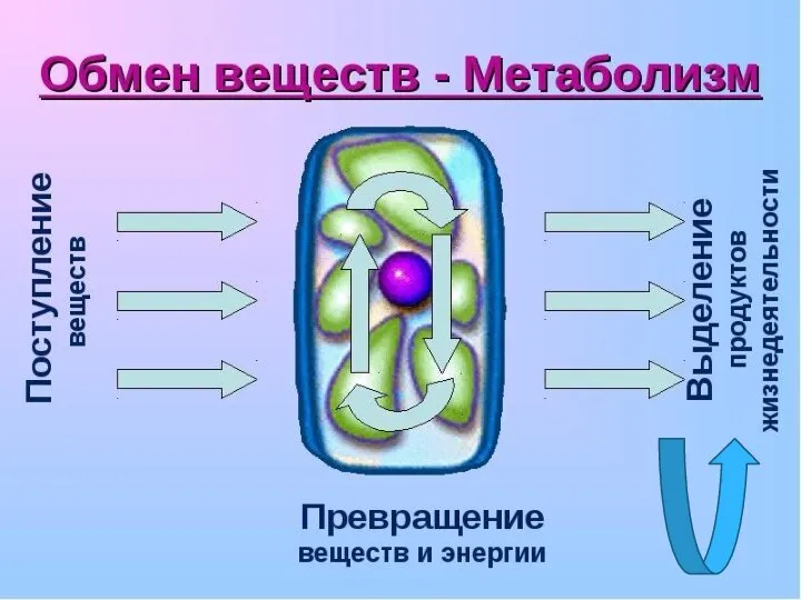 2. Это процесс сложного превращения веществ в организме, и выделение продуктов распада.