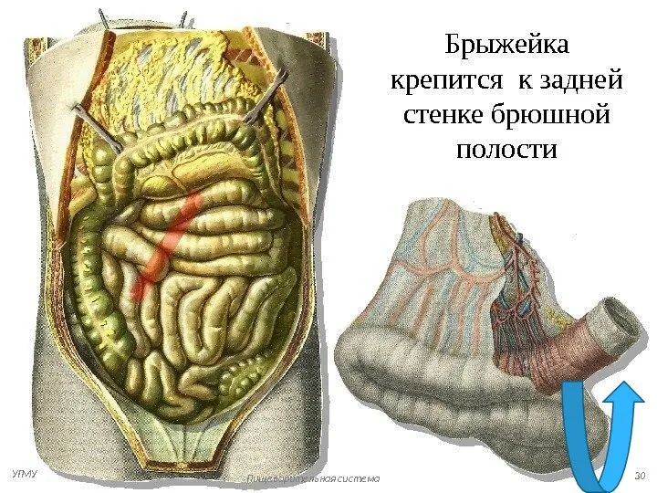 2. Уберите лишнее: Брызжейка Трахея Гортань Альвеолы