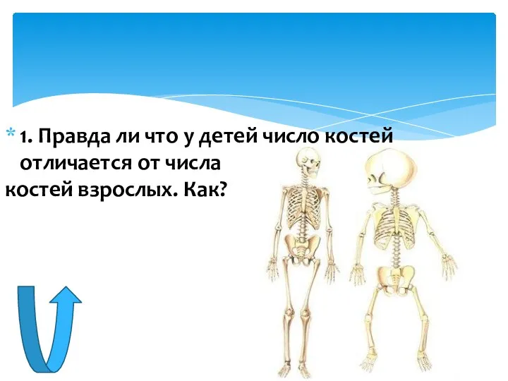 1. Правда ли что у детей число костей отличается от числа костей взрослых. Как?