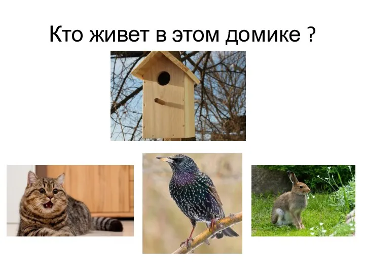 Кто живет в этом домике ?