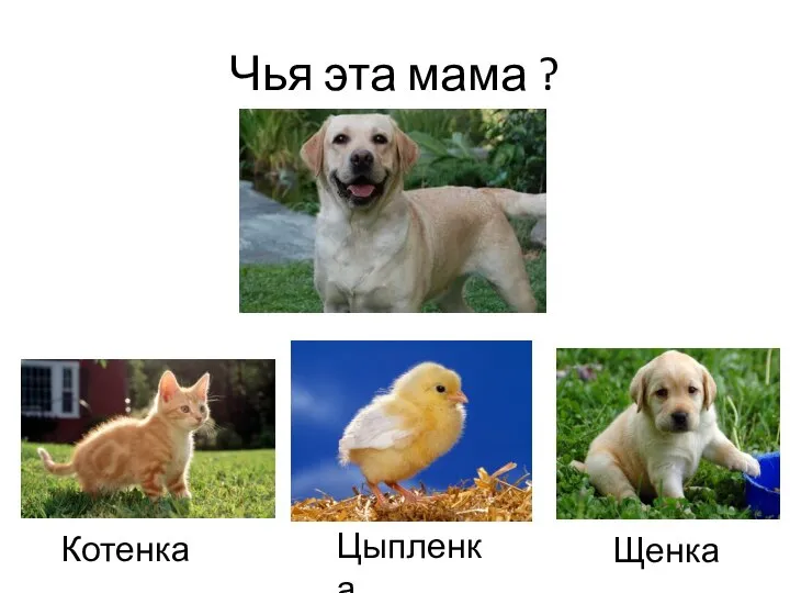 Чья эта мама ? Котенка Цыпленка Щенка