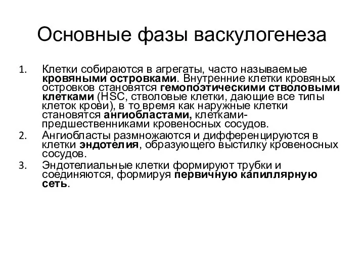 Основные фазы васкулогенеза Клетки собираются в агрегаты, часто называемые кровяными островками.