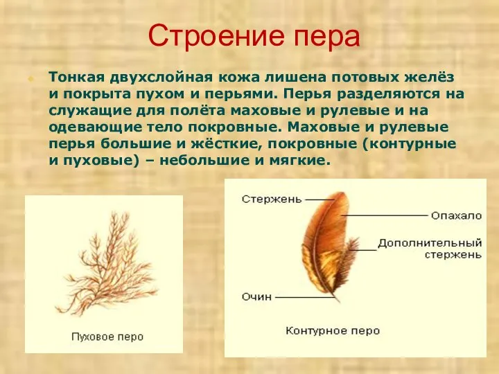 Строение пера Тонкая двухслойная кожа лишена потовых желёз и покрыта пухом