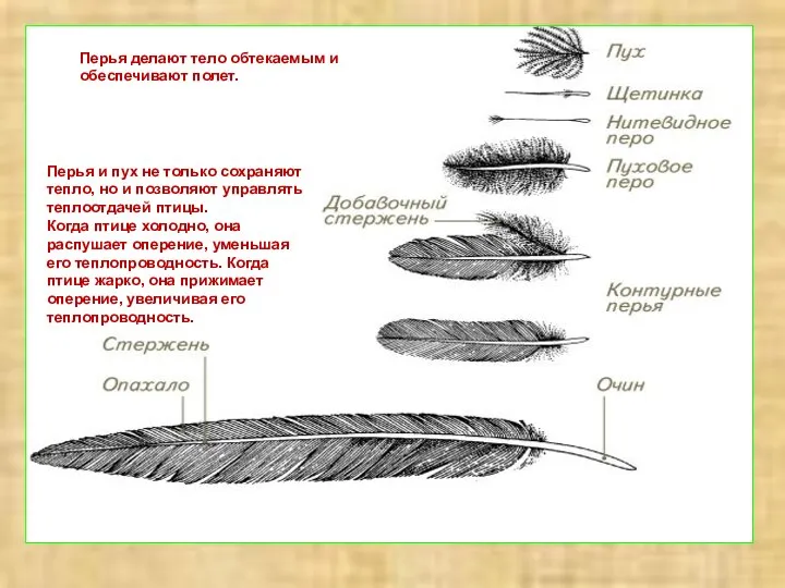 Перья делают тело обтекаемым и обеспечивают полет. Перья и пух не