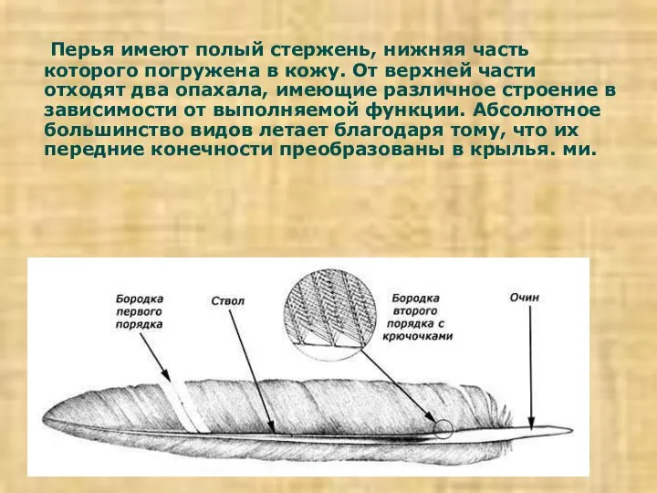 Перья имеют полый стержень, нижняя часть которого погружена в кожу. От