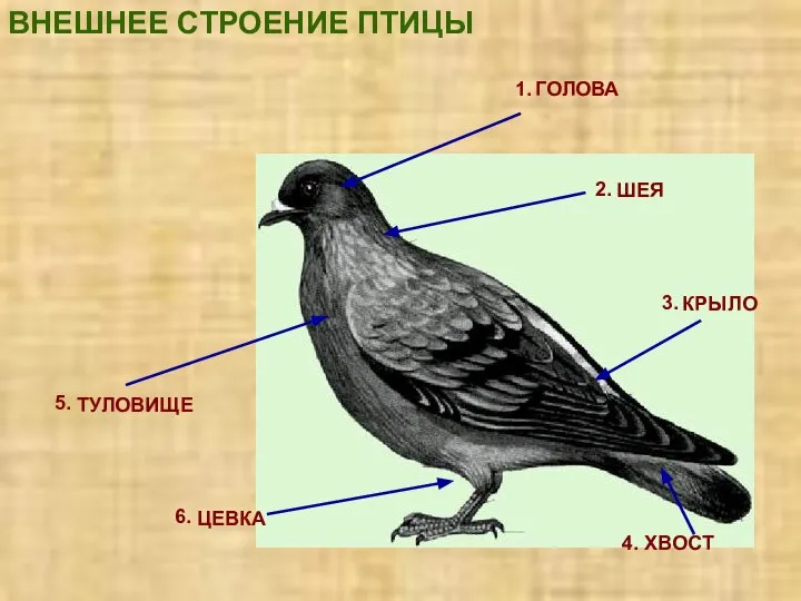 1. 2. 3. 4. 5. 6. ВНЕШНЕЕ СТРОЕНИЕ ПТИЦЫ ГОЛОВА ШЕЯ КРЫЛО ХВОСТ ТУЛОВИЩЕ ЦЕВКА