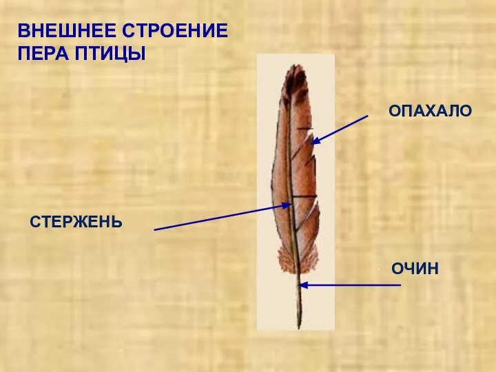 ВНЕШНЕЕ СТРОЕНИЕ ПЕРА ПТИЦЫ . ОПАХАЛО ОЧИН СТЕРЖЕНЬ